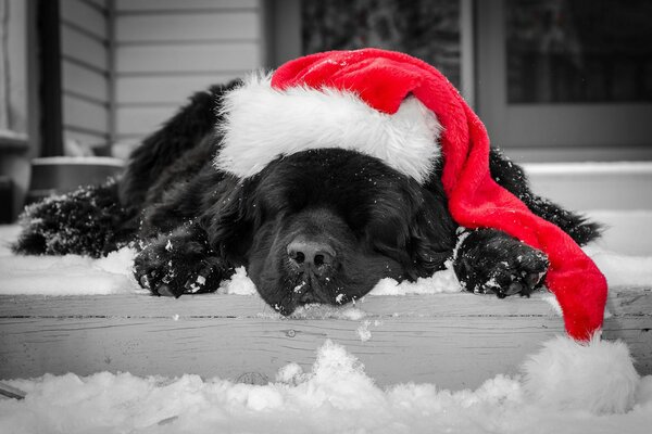 Un perro de color negro duerme con una gorra roja de año nuevo