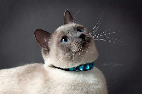 Thai-Katze auf grauem Hintergrund mit blauen Augen