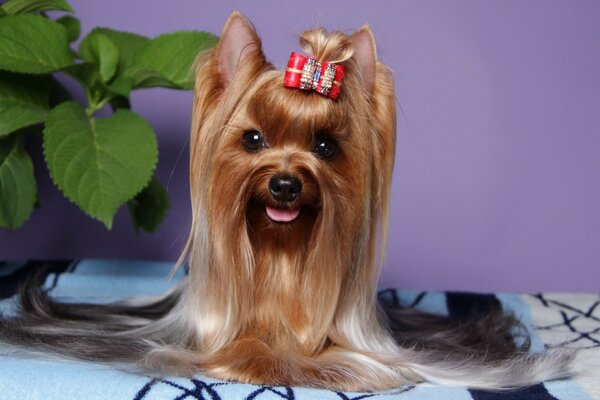 Cute puppy with a bow on his head