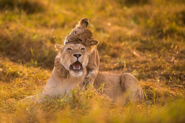 Mamma leonessa con bambino cucciolo di leone