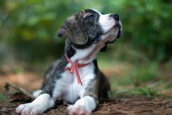 A beautiful puppy on a blurry background