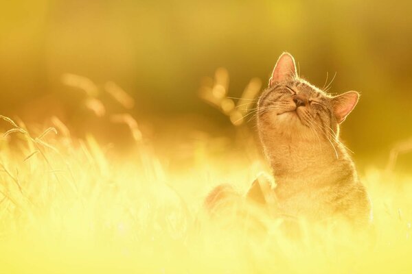 Chat heureux dans l herbe ensoleillée