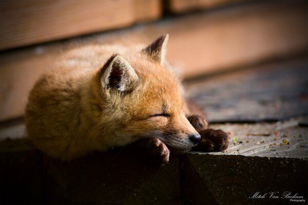 The sweet dream of the forest in the rays of the sun