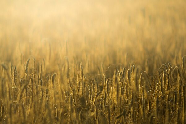 Spighette di segale e grano alla luce del sole sul campo