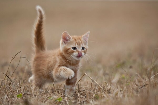 Chaton Rousse marche sur l herbe