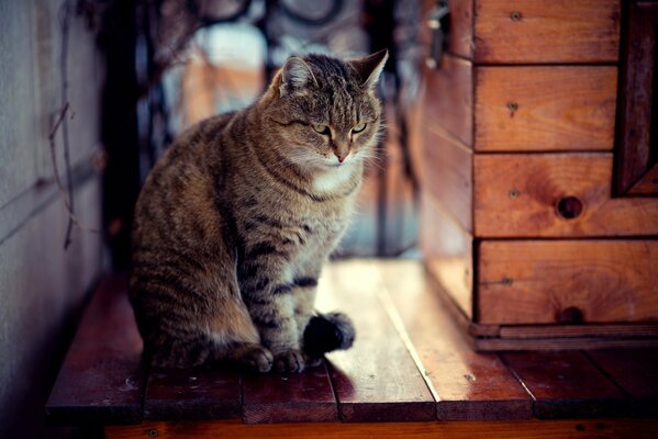 Katze am Fenster. Grummelkatze auf der Fensterbank