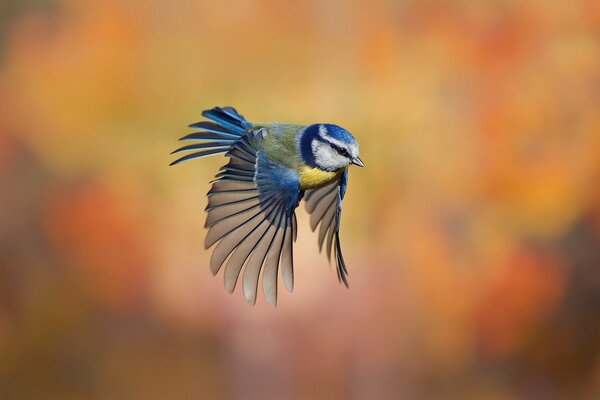 Mésanges en vol avec les ailes ouvertes