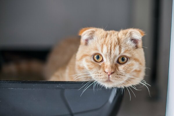 Scottish fold schaut in die Kamera