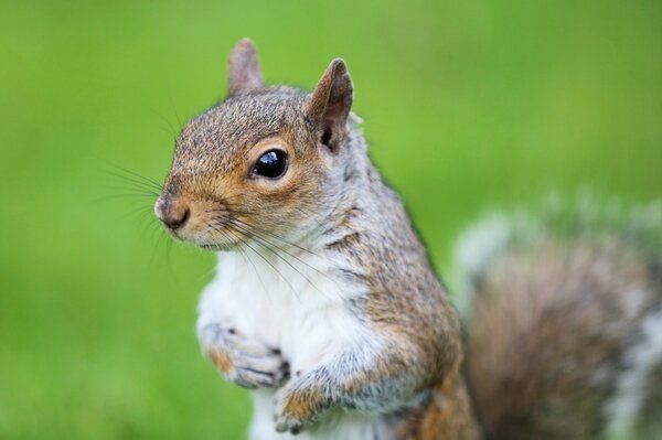 Cute squirrel face on a green background