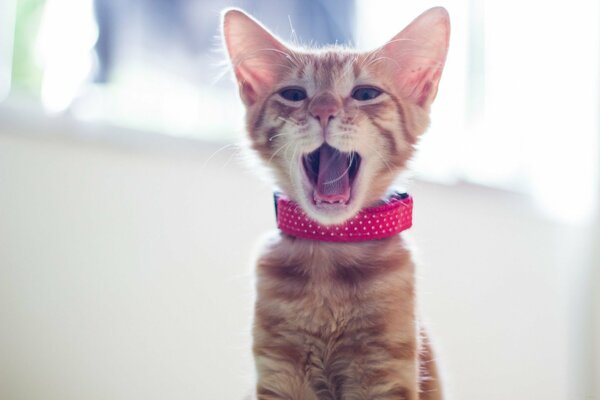 Yawning beautiful red kitten