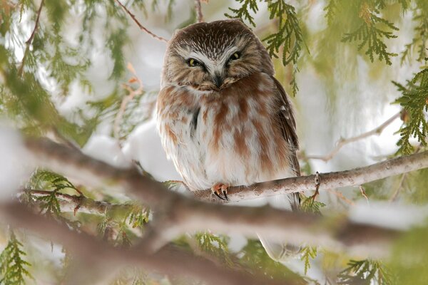 An owl is sitting on a tree branch