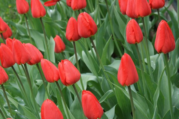 Growing red tulips with green leaves