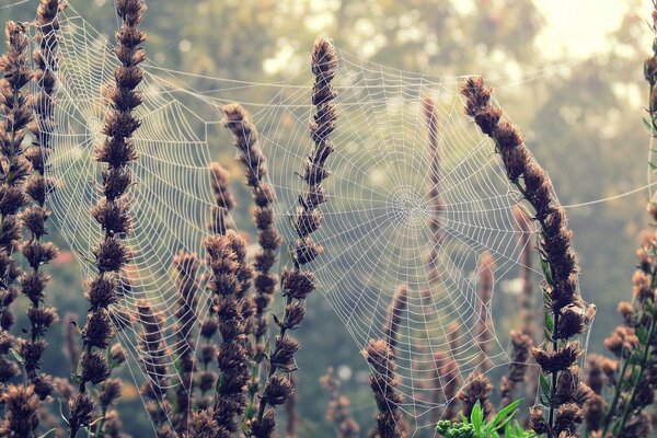 Telarañas tejidas en las flores de las plantas