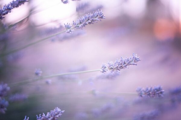 Mañana de lavanda. Lila flores de lavanda