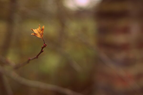 Autumn yellow leaf on a tree branch with a blurred background