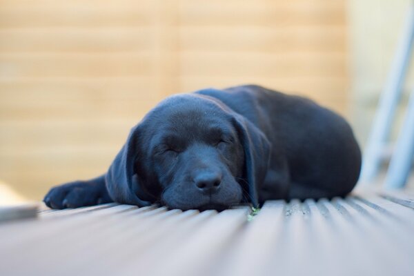 Black puppy sleeping on the floor