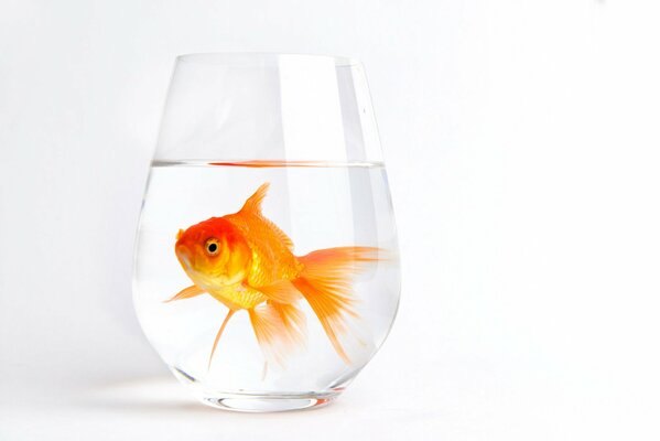 Goldfish in a transparent glass