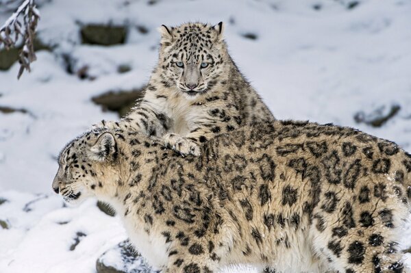 Familie von Schneeleoparden im Schnee