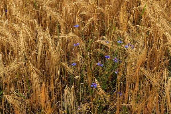 Acianos brillantes en el campo con trigo