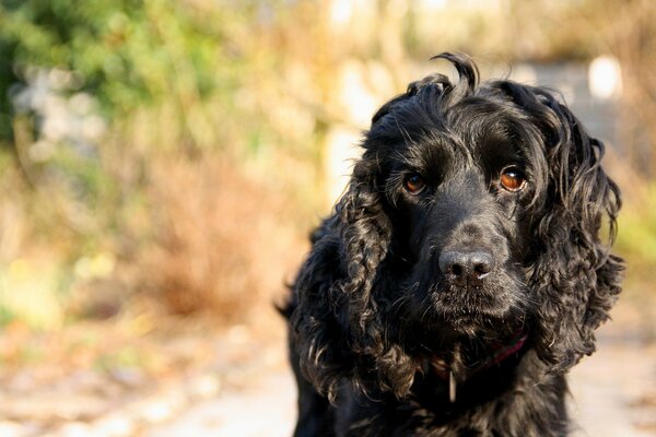 Schwarzer Spaniel mit ausdrucksstarkem Look