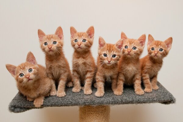 Six red kittens on a stand