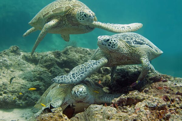 Tortues de mer au fond de la mer