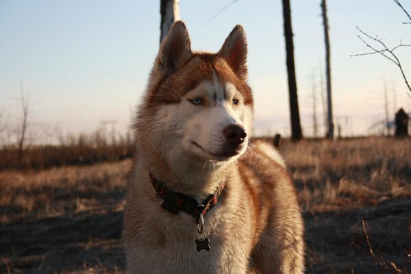 Hermoso Husky en la naturaleza en la tundra