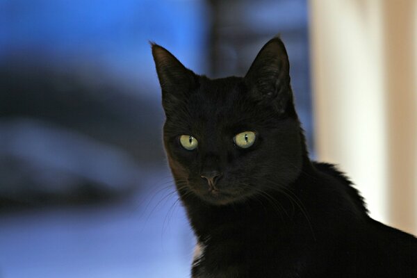 Schwarze Katze mit tollem Aussehen