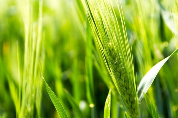 Épis de blé vert par une journée ensoleillée