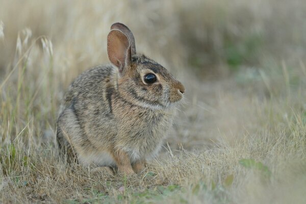 A small gray hare in the grass