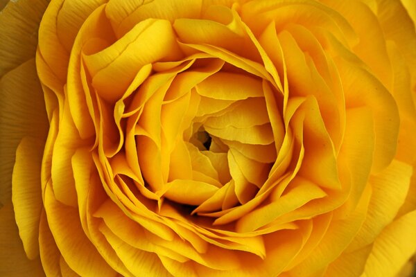 The middle of the yellow rose is near