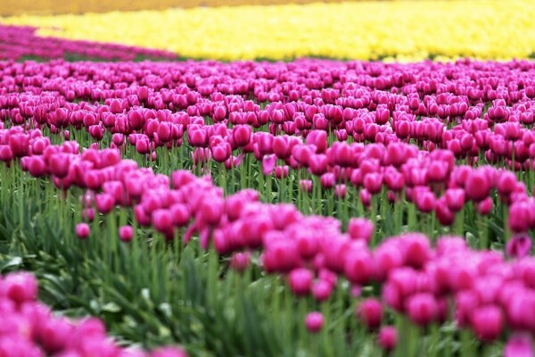 Campi D Olanda. Tulipani. Fiori rosa. Fiori gialli. Tulipani. Campo con tulipani