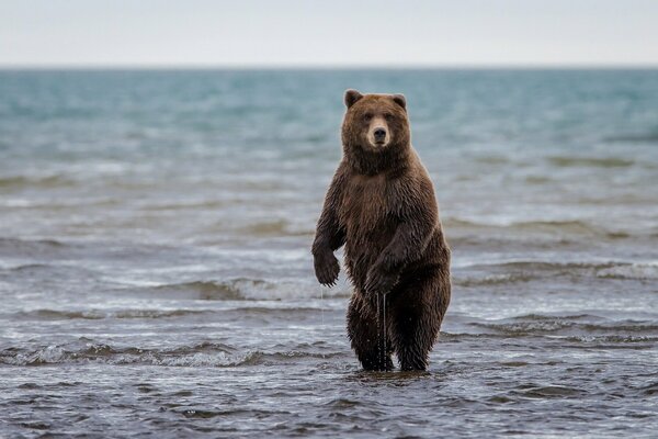 A bear with raw paws is standing in the water