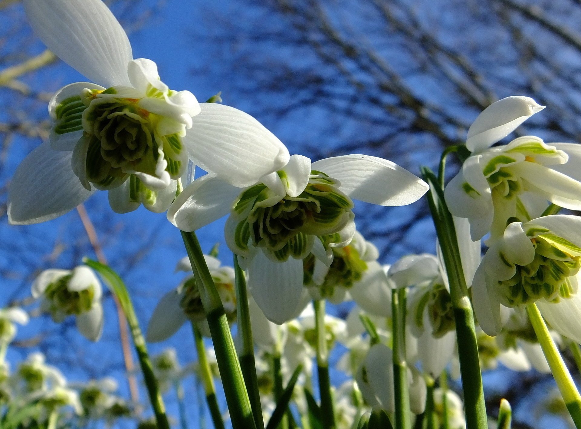 nowdrops cielo campanillas de nieve