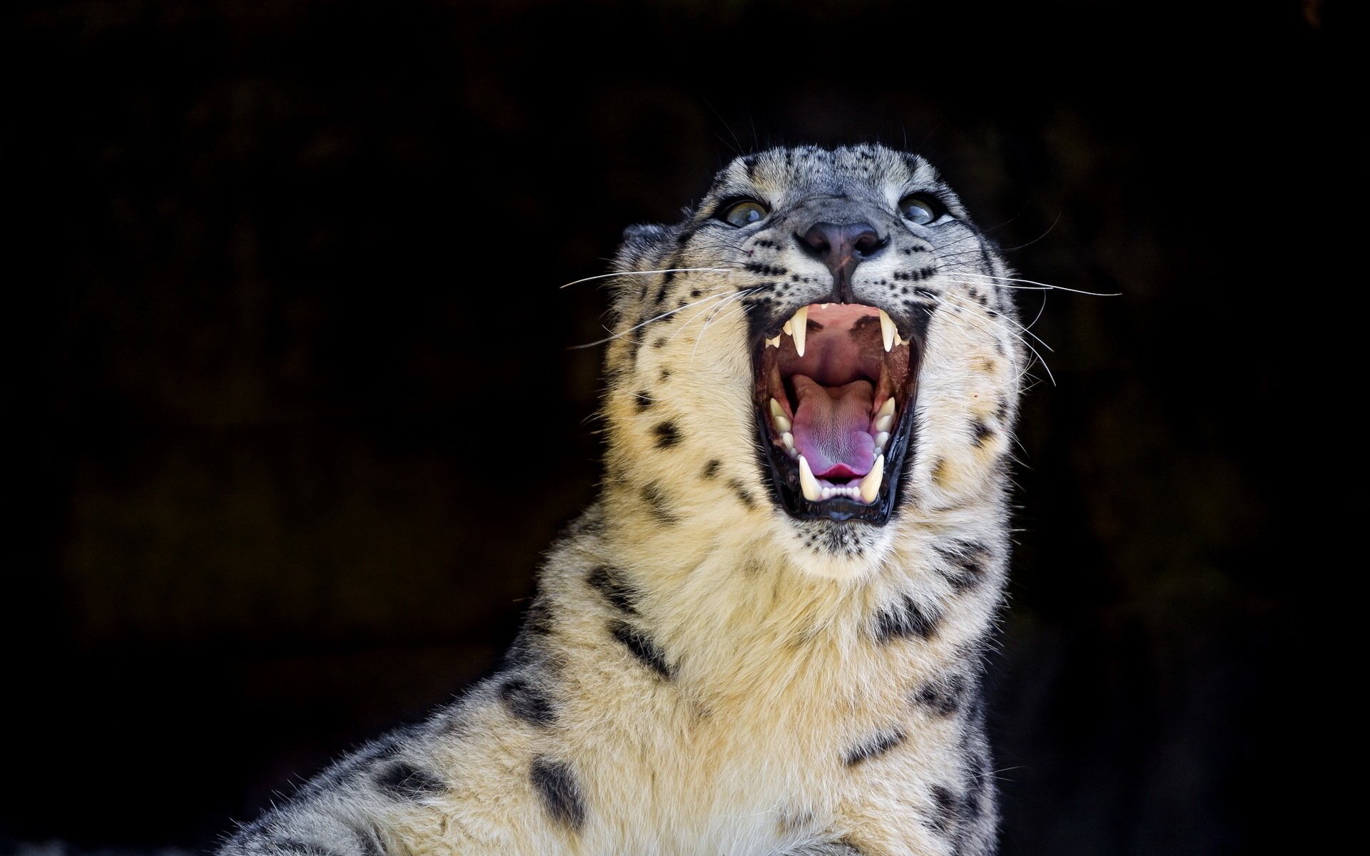 снежный барс ирбис дикая кошка оскал хищник snow leopard