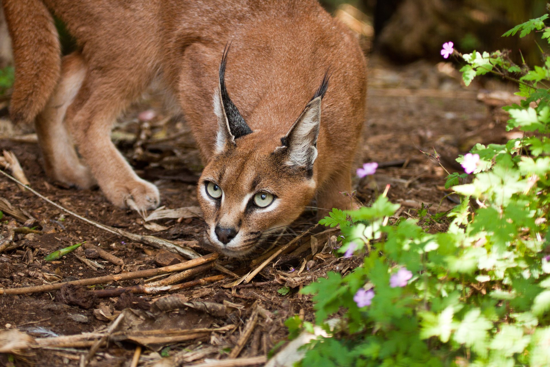 lince della steppa vista caracal gatto