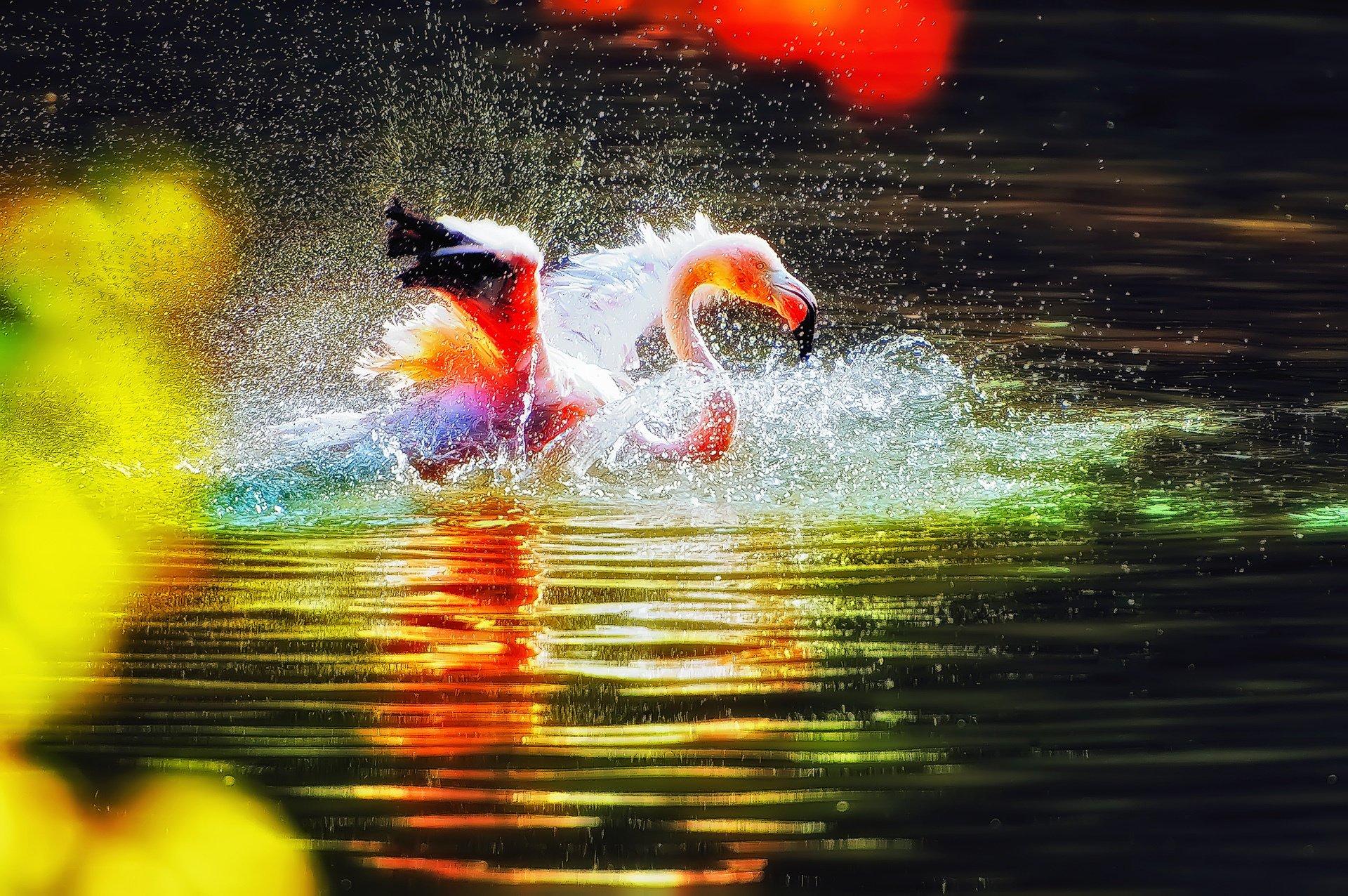 oiseau rose eau éclaboussures flamant rose ondulations