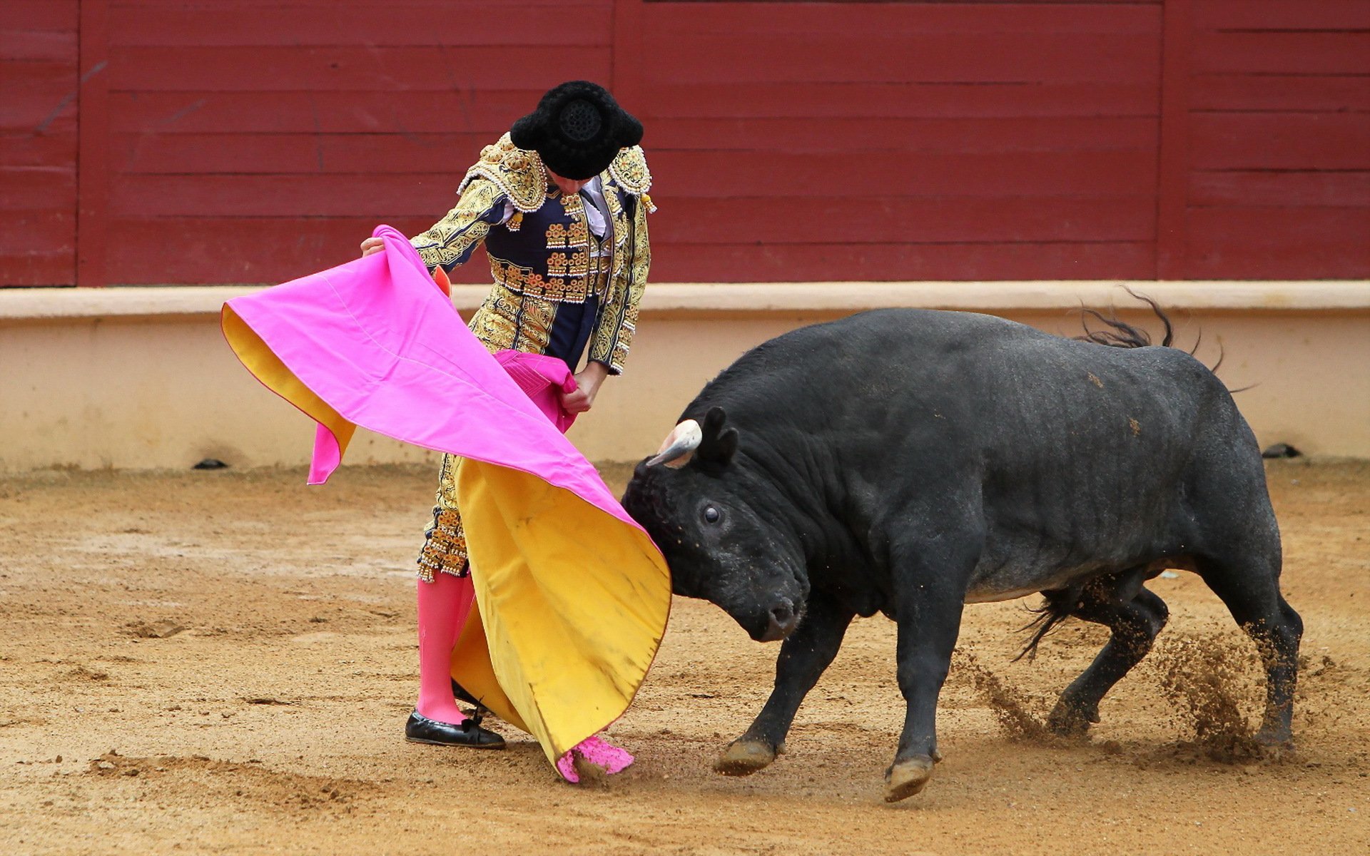 matador toro corida