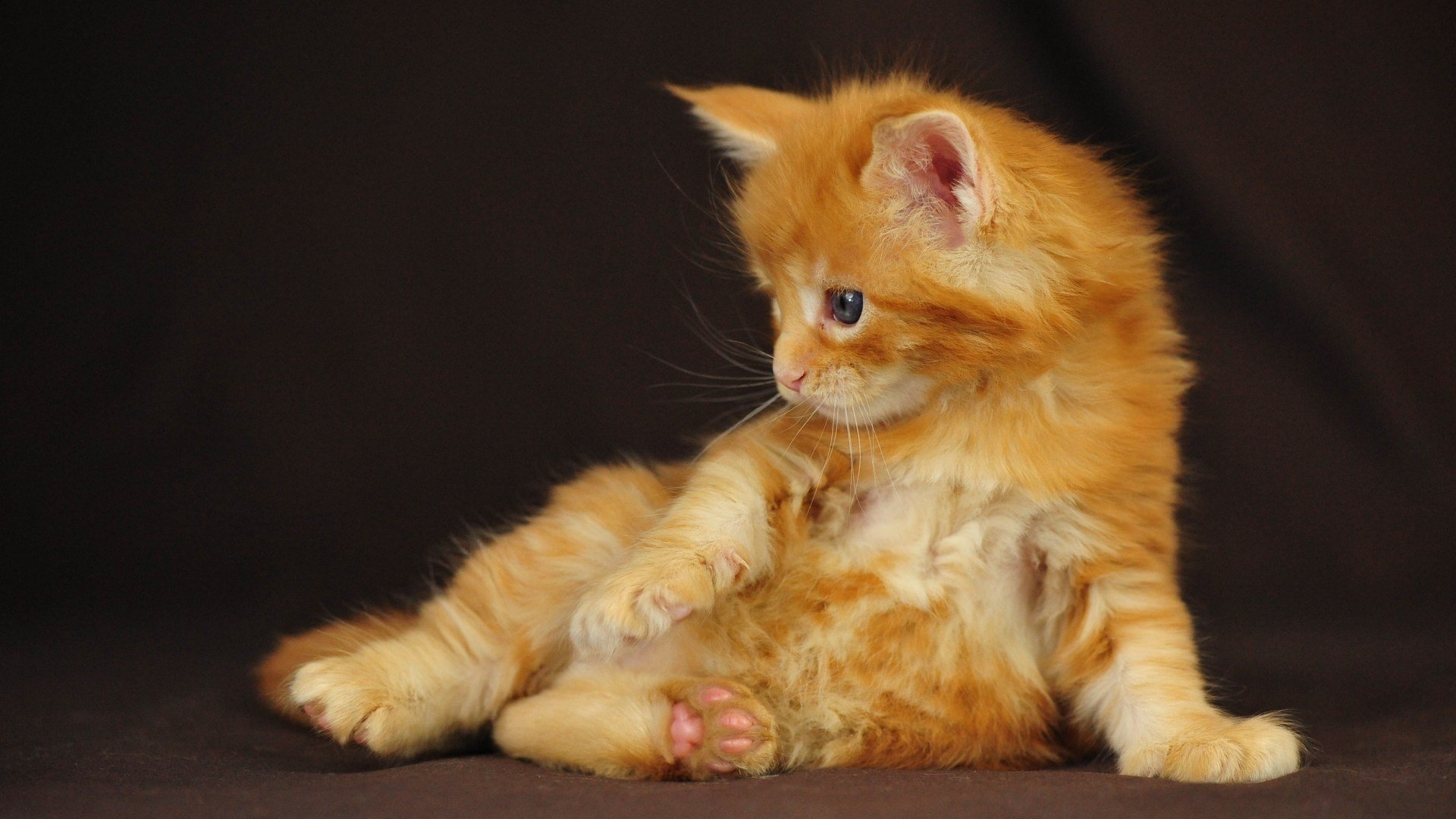 maine coon kitty sitting red