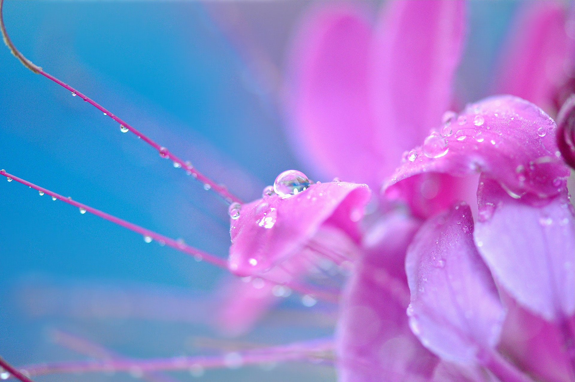 flowers macro drop drop pink flower flower