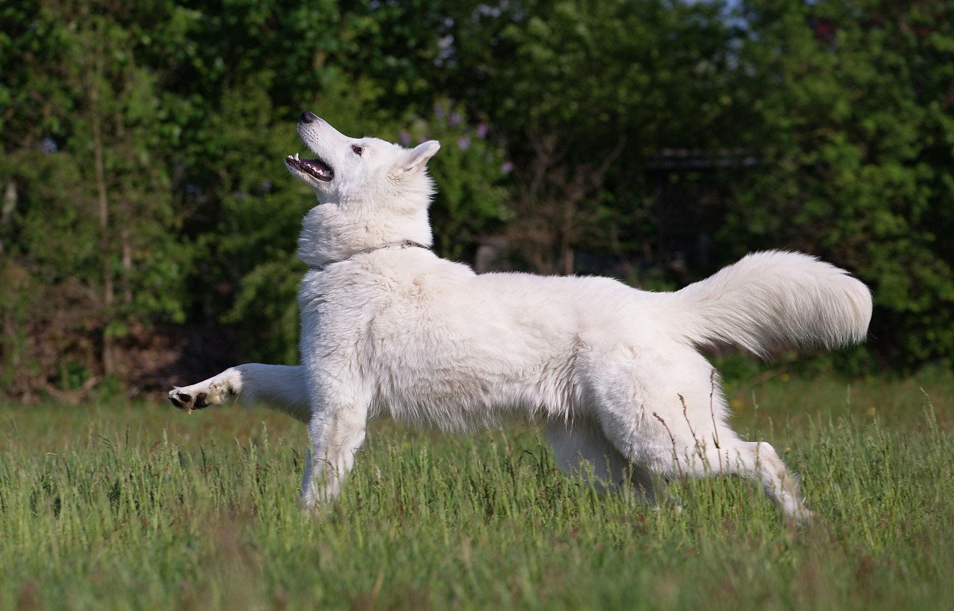 dog grass meadow dog friend forest