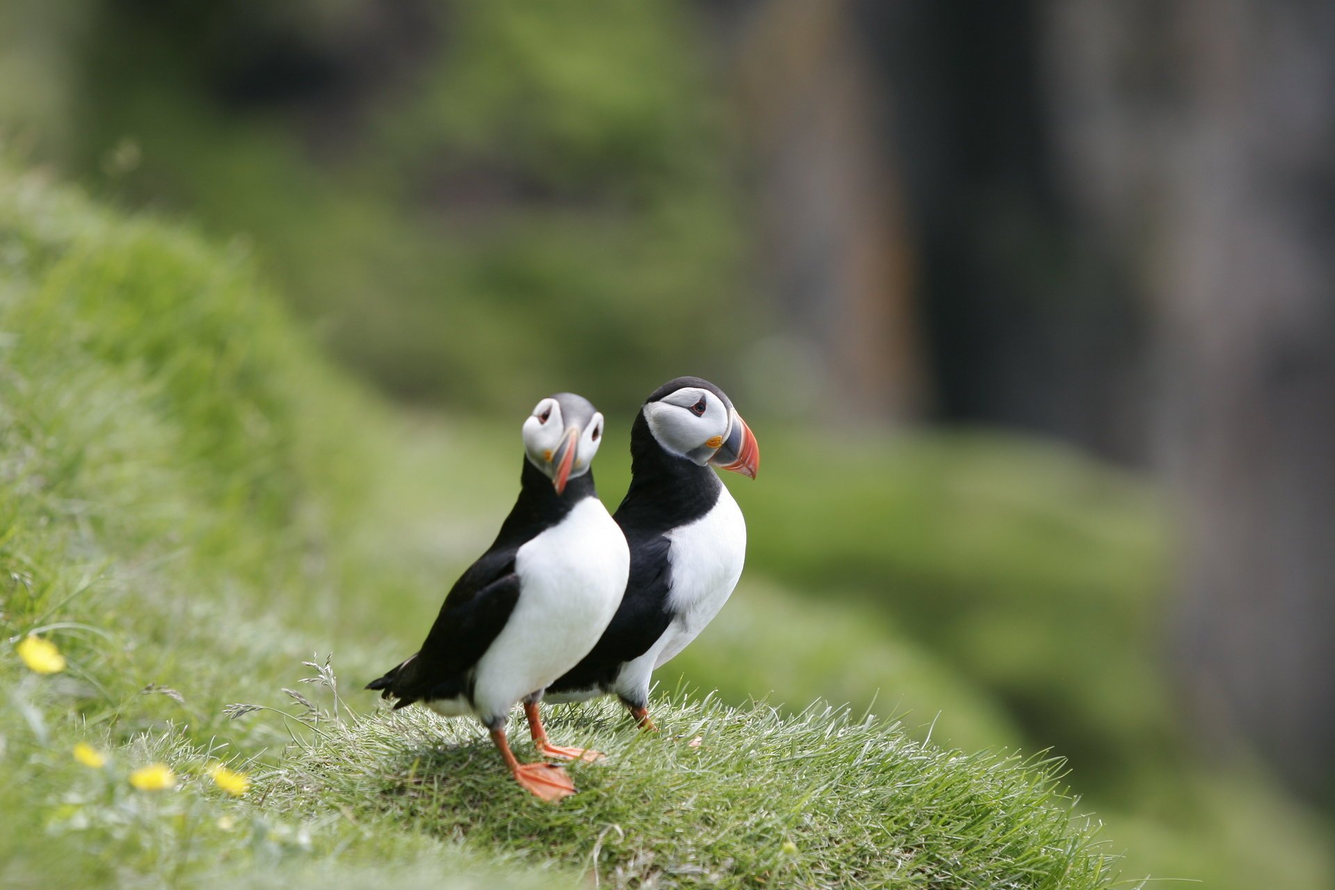 uccelli coppia erba puffini riva puffin