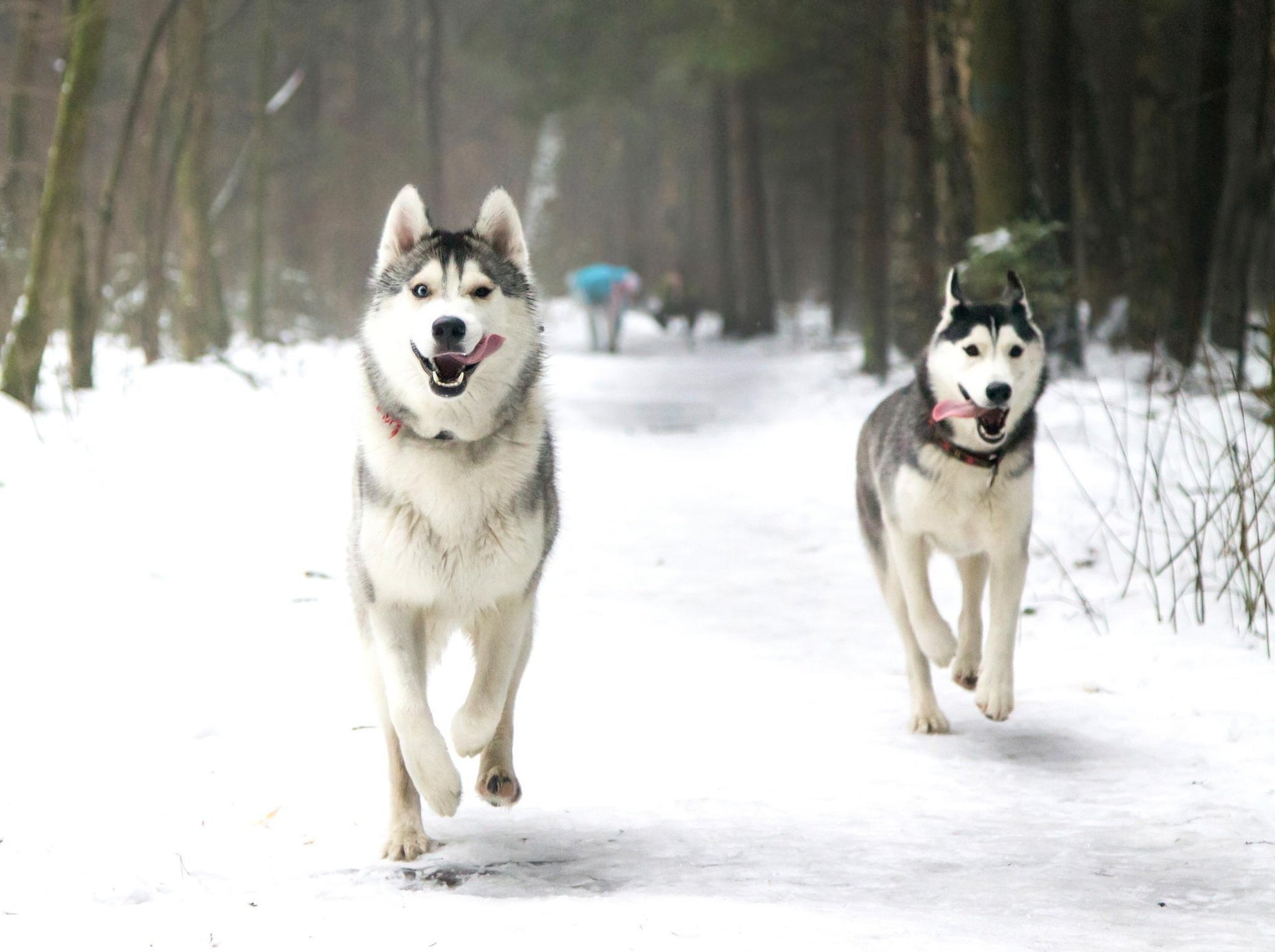 perros laika parque husky invierno lengua nieve correr