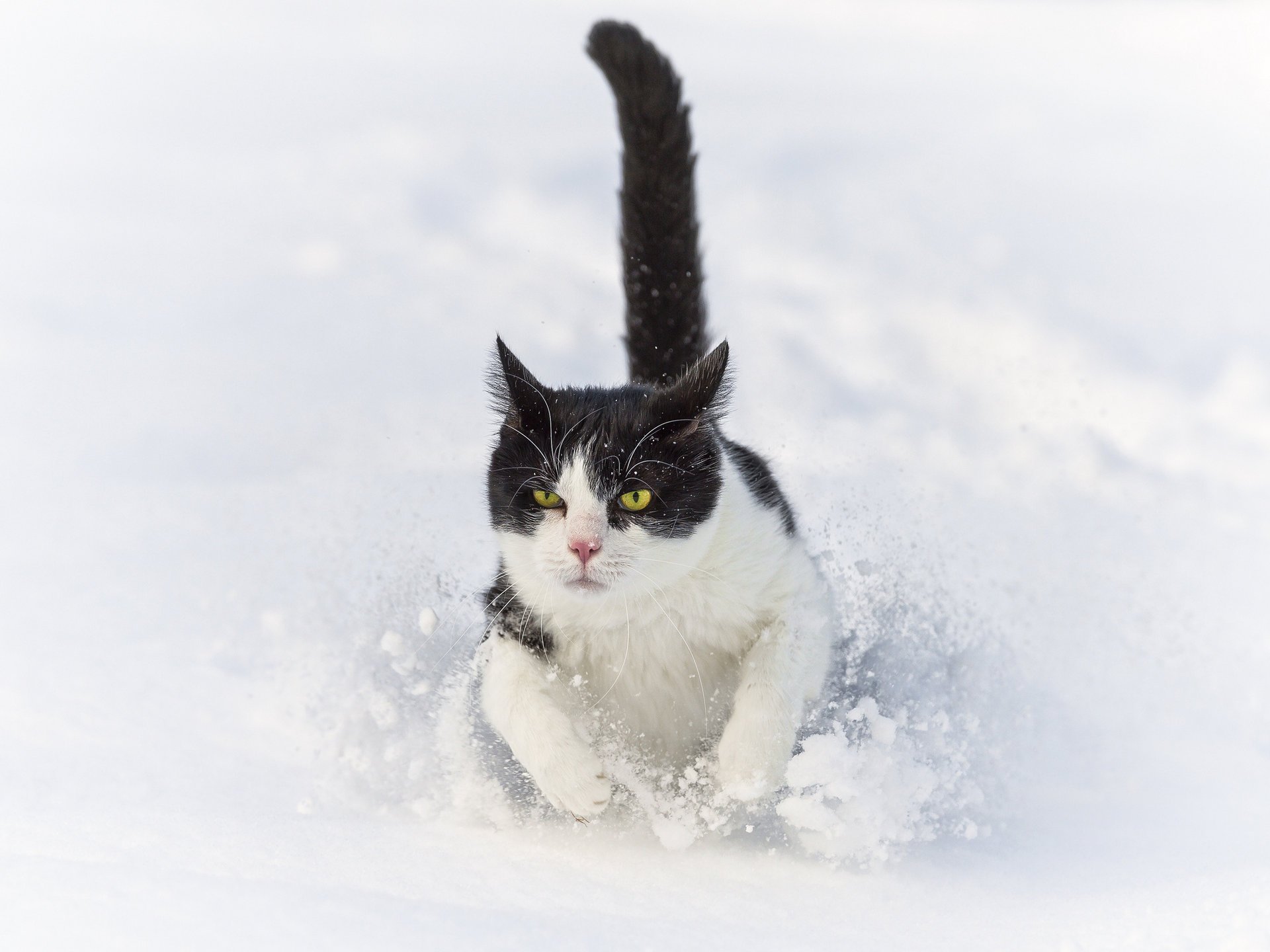 zaspa kot biegnie ctambako jaguar śnieg zima kot