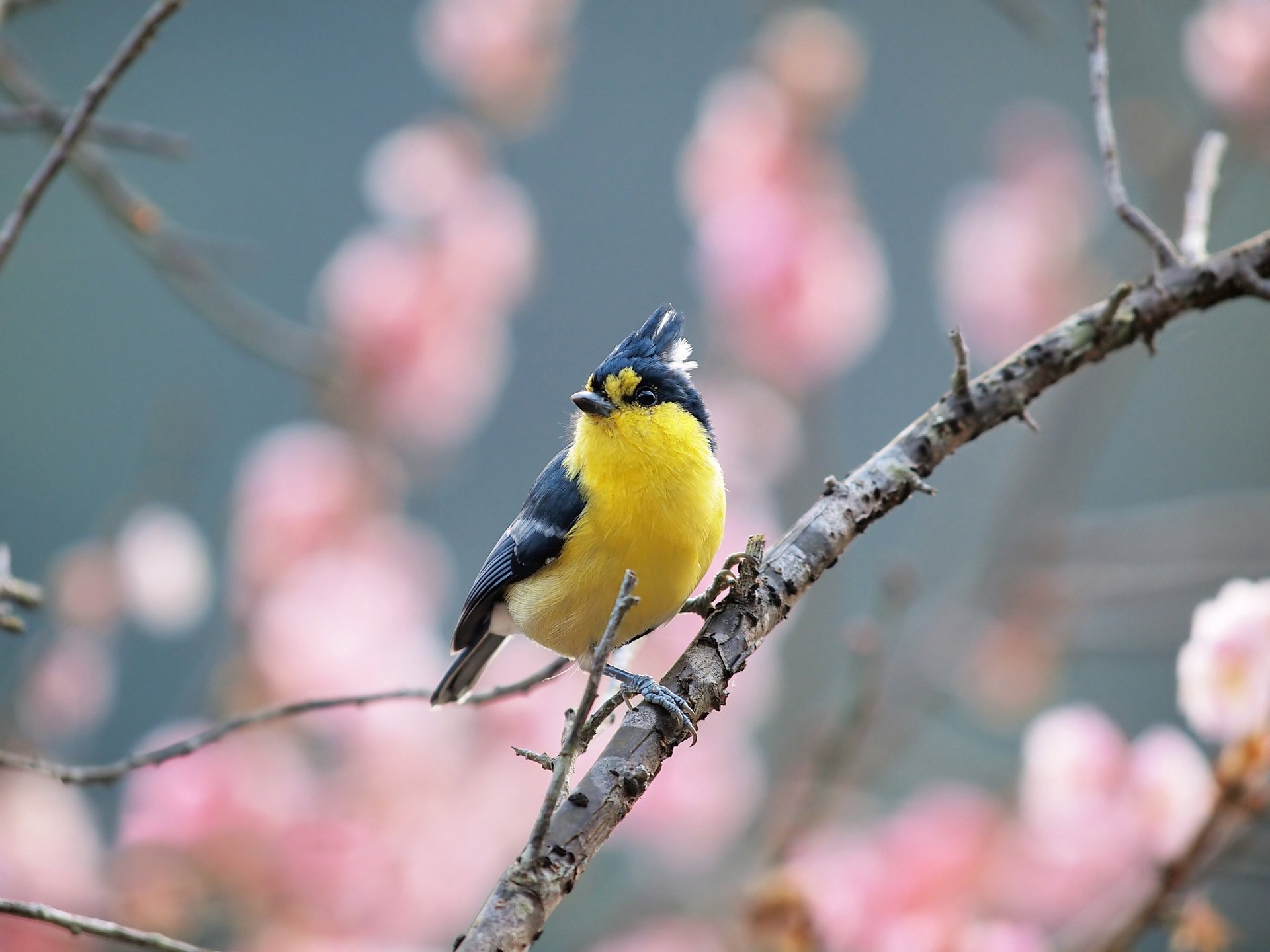 pring branch bird tree