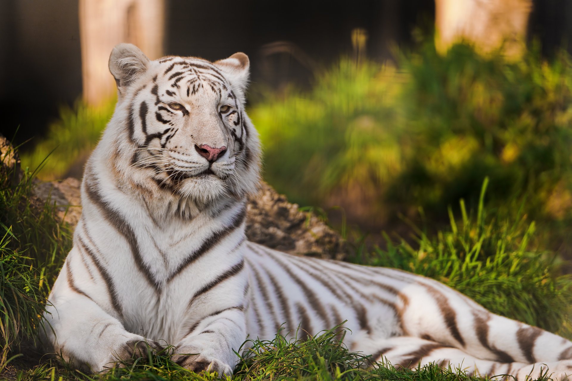 tigre tigre blanc prédateur chat