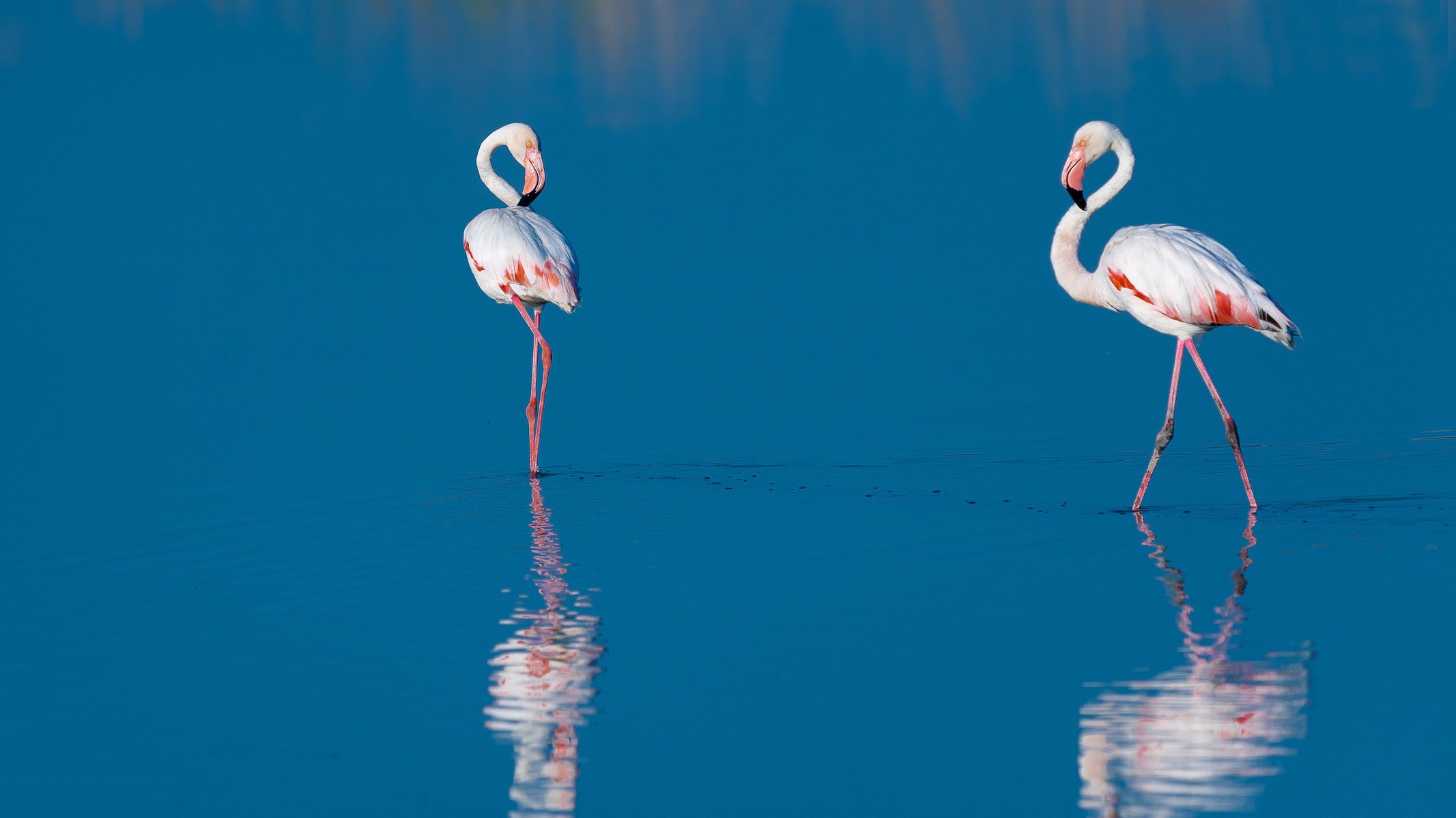 wasser reflexion flamingo vögel blau zwei