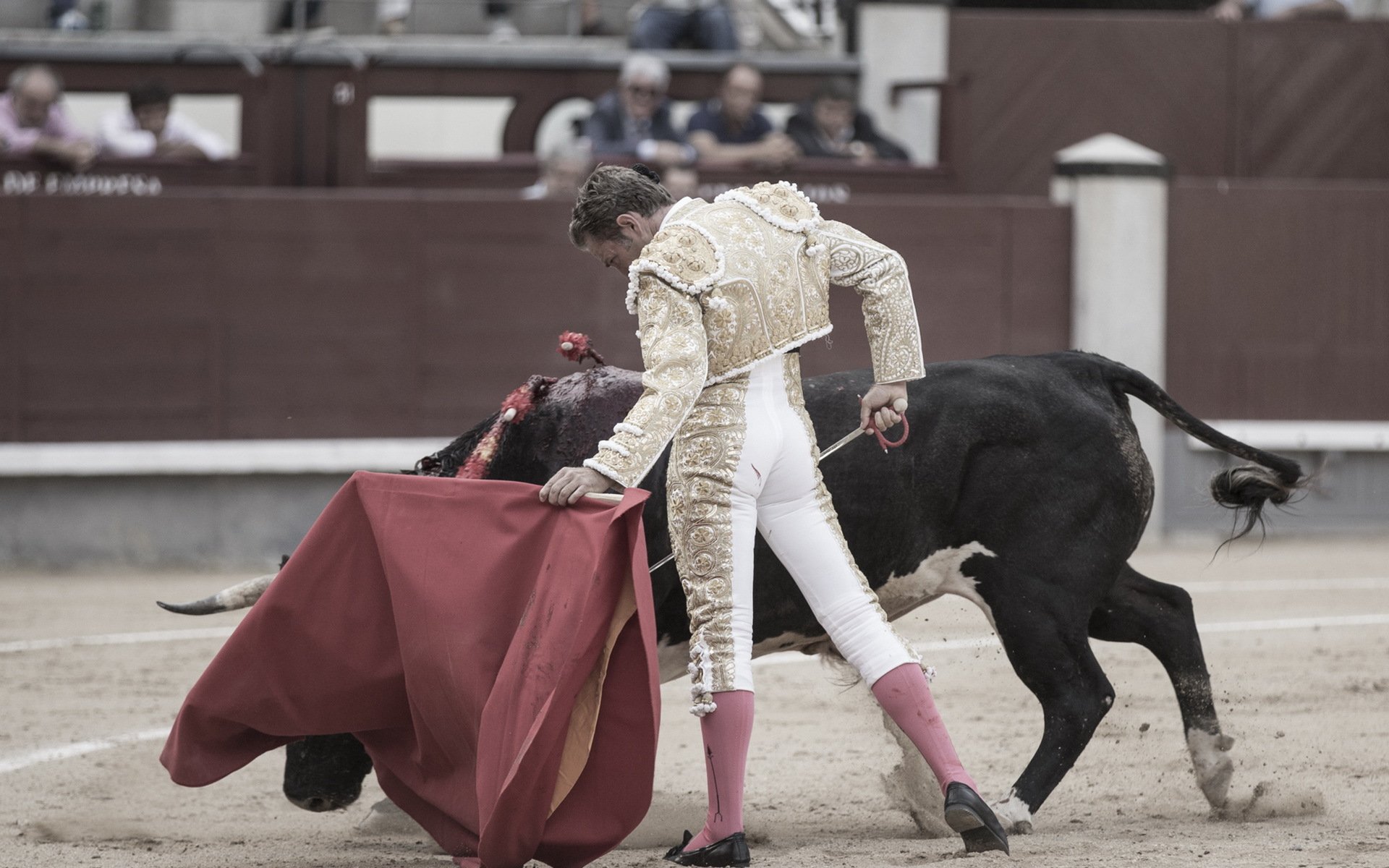 matador toro corida