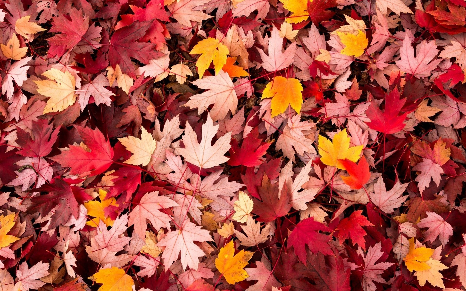 makro blätter herbst blätter macro blätter autumn leave