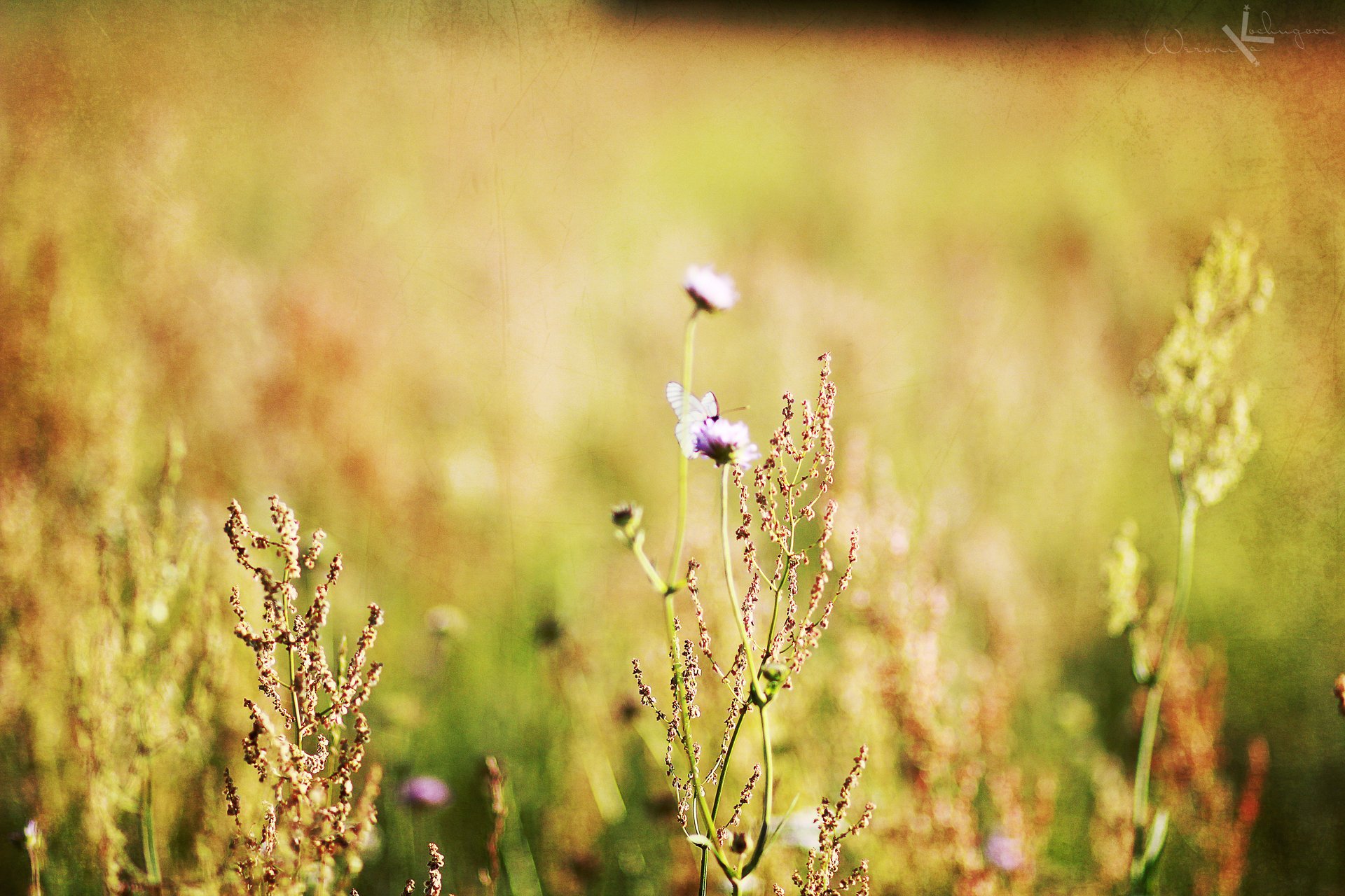 gros plan fleurs minimalisme champ